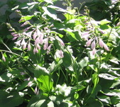 Enlarge photo 337