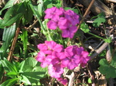 Enlarge photo 409