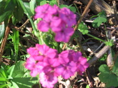 Enlarge photo 410