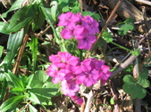 Enlarge photo 411