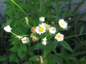 Enlarge photo 412
