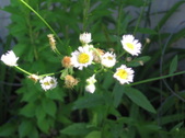 Enlarge photo 413