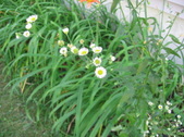 Enlarge photo 419