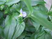 Enlarge photo 427