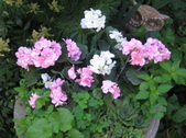 Enlarge photo 428