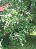 Enlarge photo 338