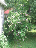 Enlarge photo 430