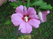 Enlarge photo 432