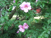 Enlarge photo 435