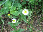 Enlarge photo 437