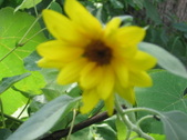 Enlarge photo 438