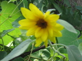 Enlarge photo 439