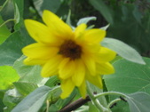 Enlarge photo 440