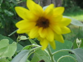 Enlarge photo 441