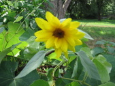 Enlarge photo 442