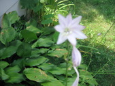 Enlarge photo 445