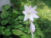 Enlarge photo 446