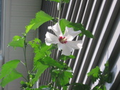 Enlarge photo 448