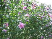 Enlarge photo 452