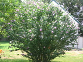 Enlarge photo 454