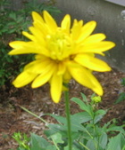 Enlarge photo 339