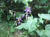Enlarge photo 462