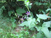 Enlarge photo 463