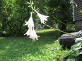Enlarge photo 464