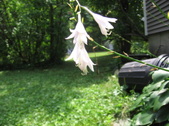 Enlarge photo 466