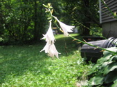 Enlarge photo 467