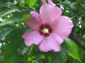 Enlarge photo 468