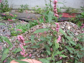 Enlarge photo 471