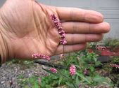 Enlarge photo 472