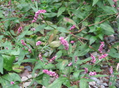 Enlarge photo 473