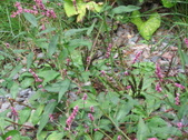 Enlarge photo 474