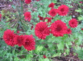 Enlarge photo 475
