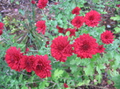 Enlarge photo 476