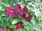 Enlarge photo 24