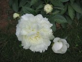 Enlarge photo 31