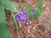 Enlarge photo 33