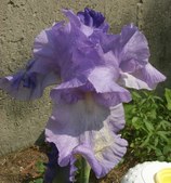 CHERYL'S FLOWERS
