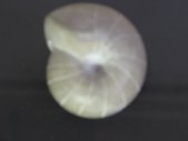 Enlarge photo 807