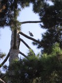 Enlarge photo 825