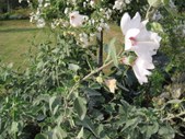 Enlarge photo 843