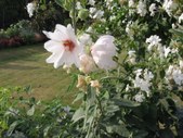 Enlarge photo 844