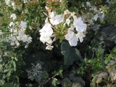 Enlarge photo 845