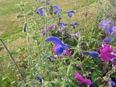 Enlarge photo 846
