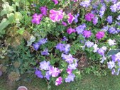 Enlarge photo 847