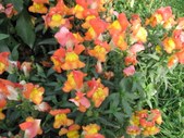 Enlarge photo 854