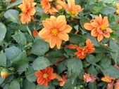 Enlarge photo 855